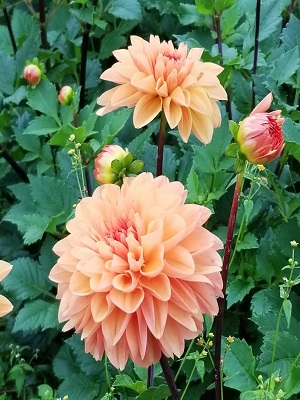 Dahlia Orange King